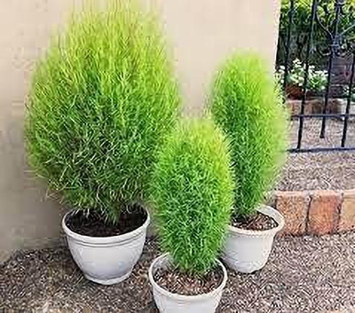 KANAYA Kochia Seed(100 per packet)