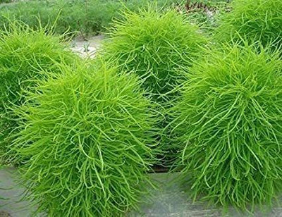 Aywal Kochia Flower Best For Home Gardening Seed(70 per packet)