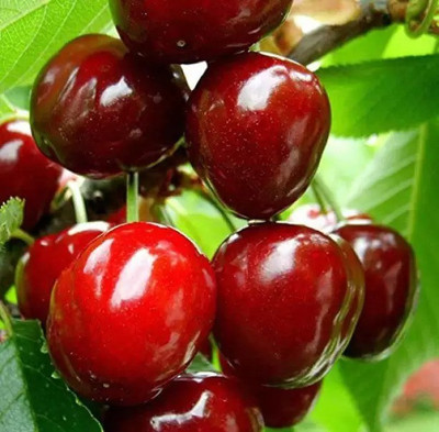 MAA Cherry, Sweet Cherry Seed(40 per packet)