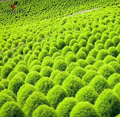 KANAYA Kochia Seed(40 per packet)