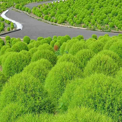 KANAYA Kochia f1 Hybrid Flower Seeds Seed(300 per packet)