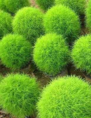 KANAYA Kochia f1 Hybrid Grass Seeds Seed(180 per packet)