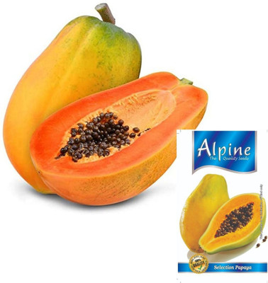 ALPINE HYBRID SEEDS PAPAYA Seed(50 per packet)