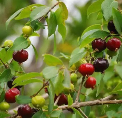MAA Cherry, Sweet Cherry Seed(15 per packet)