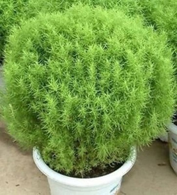 KANAYA Kochia f1 Hybrid Flower Seeds Seed(220 per packet)