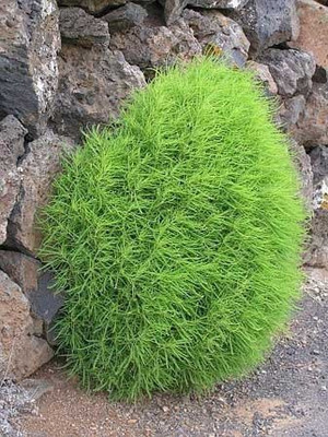 KANAYA Kochia f1 Hybrid Flower Seeds Seed(170 per packet)