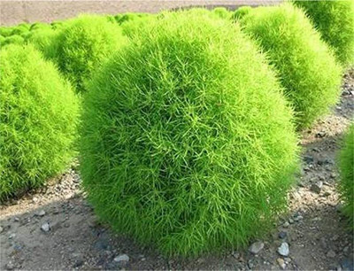 KANAYA Kochia Seed(100 per packet)