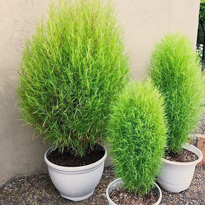 KANAYA Kochia f1 Hybrid Grass Seeds Seed(80 per packet)