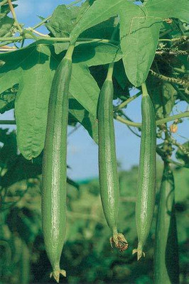 CYBEXIS KGF -88 - Hybrid SPONGE GOURD TORAI - (100 Seeds) Seed(100 per packet)