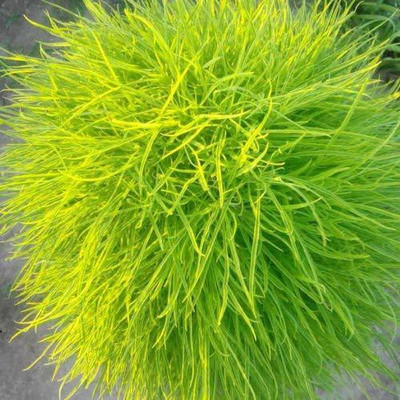 KANAYA Kochia f1 Hybrid Flower Seeds Seed(120 per packet)