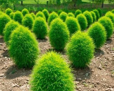 KANAYA Kochia Seed(120 per packet)