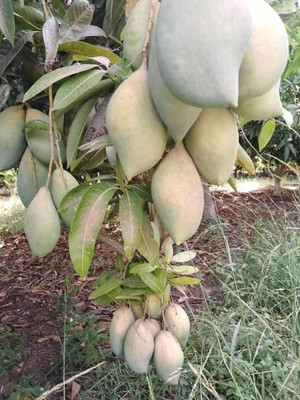 GreenyOn Mango Plant(Hybrid, Pack of 1)