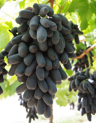 GreenHorizon Grapes Plant(Hybrid, Pack of 1)