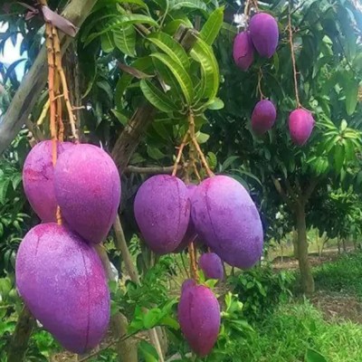 MondalNursery Mango Plant(Hybrid, Pack of 1)