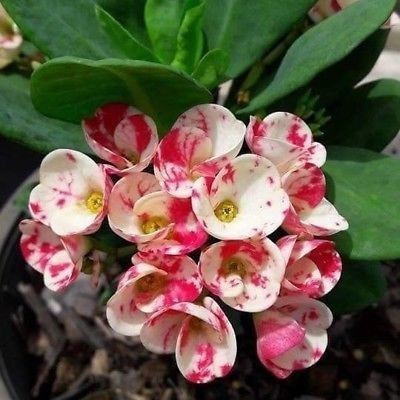 AquinnahGaden Euphorbia Plant(Hybrid, Pack of 1)