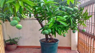 MondalNursery Mango Plant(Hybrid, Pack of 1)