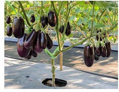 VibeX ® RXI-293 Round Black Beauty Brinjal Seed(200 per packet)