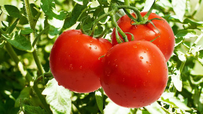 MKR Enterprises Tomato Seed(1700 per packet)