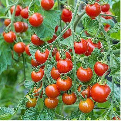 MKR Enterprises Tomato Seed(400 per packet)