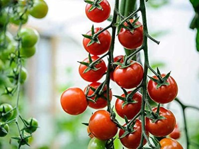 MKR Enterprises Tomato Seed(700 per packet)