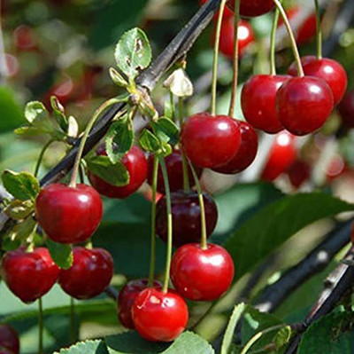 Aywal Maulsari Cherry Seeds For All Season Seed(2 per packet)