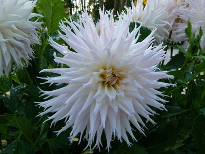 Ilyas dahlia daliya seed dlhya flower dahliya flower seed Seed(30 per packet)