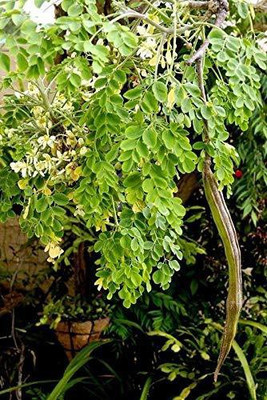 Aywal Moringa Seeds / Long Size Drumstick Seed(190 per packet)