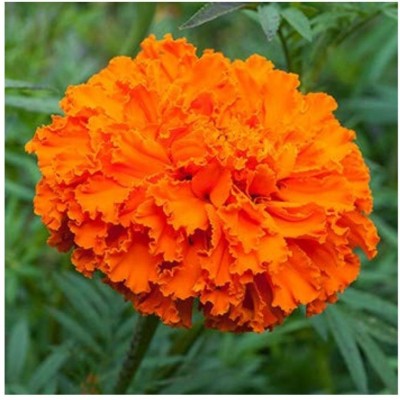 GARDENIFY INDIA marigold orange Seed(100 per packet)