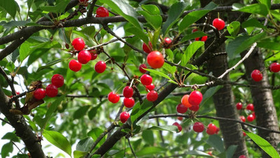 Aywal maroon cherry fruit Seed(2 per packet)
