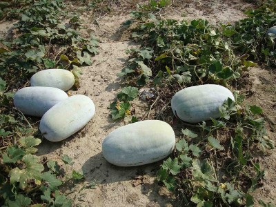 Profound Ash Gourd Hybrid Kumbalanga, Petha Vegetable Seeds, pack of 50 seeds Seed(50 per packet)