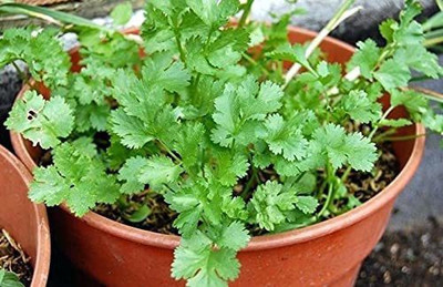 KANAYA dhaniya Seed(20 per packet)