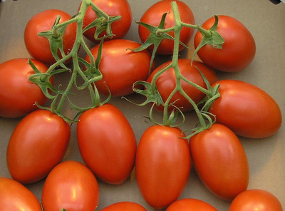 Aywal Hybrid Pusa Ruby High Yield Tomato Seed(500 per packet)