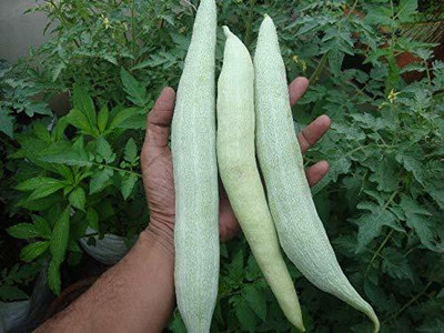 Aywal Snake Gourd Chachinda Seed(38 per packet)