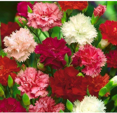Advance seeds CARNATION SEEDS Seed(50 per packet)