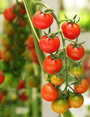 MKR Enterprises Tomato Seed(70 per packet)