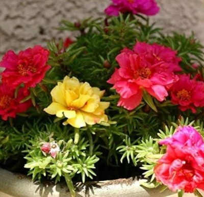 Gromax India Portulaca Multi-Color Flower Seeds For Your Home Gardening Pack Of 40 Seed(40 per packet)