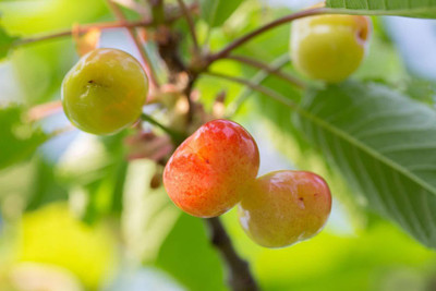 Aywal Cherry Fruit Seed(2 per packet)
