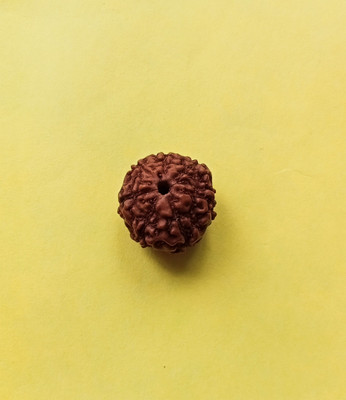 Shiv LORD METALS 7 MUKHI NATURAL CERTIFIED RUDRAKSHA INDONESIA UNISEX Wood Locket