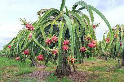 Cloud Farm Dragon Tree(Hybrid, Pack of 1)