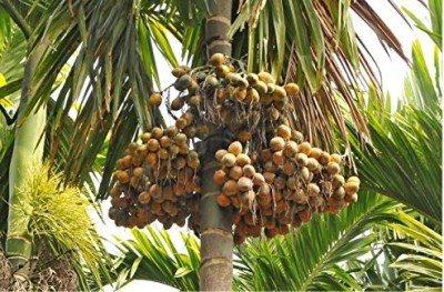 BALA PLANT CREATION Betel Nut/Supari Plant(Hybrid, Pack of 1)