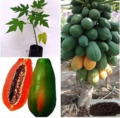 Chalisa Papaya Seed(45 per packet)