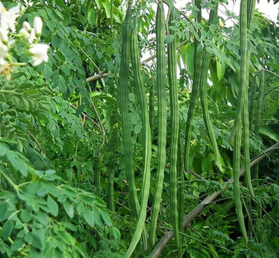 Profound PKM-1 Drumstick Seeds Moringa Seeds, pack of 40 seeds Seed(40 per packet)