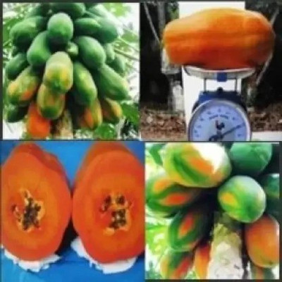 Chalisa Papaya Seed(100 per packet)