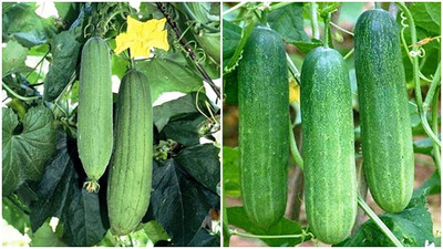 Profound Combo of Two Vegetable F1 Hybrid Seeds, pack of 75 seeds Seed(75 per packet)