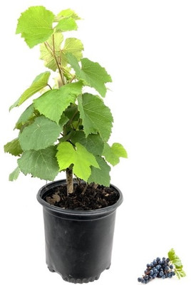 Aquinnah Graden Hibiscus Plant(Hybrid, Pack of 1)