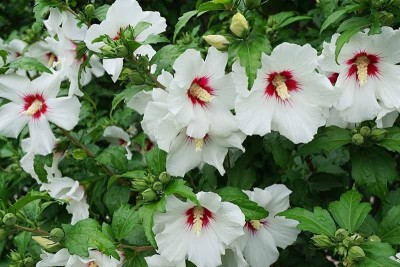 Haryalihub Hibiscus Gudhal Flower Plant(Hybrid, Pack of 1)