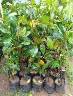 BALA PLANT CREATION Jack Fruit Plant(Hybrid, Pack of 1)