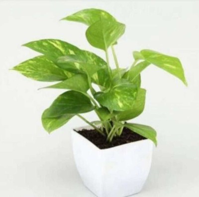 GREEN ISLAND Money Plant(Pack of 1)