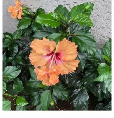 Sundhi Hibiscus Plant(Hybrid, Pack of 1)