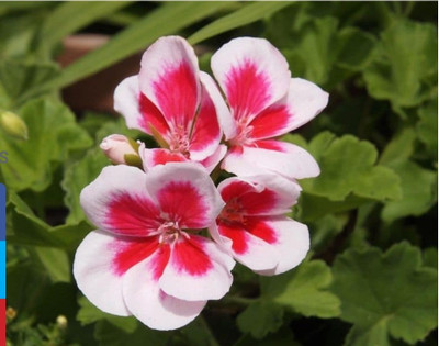 KUMUBON Geranium Plant(Hybrid, Pack of 1)